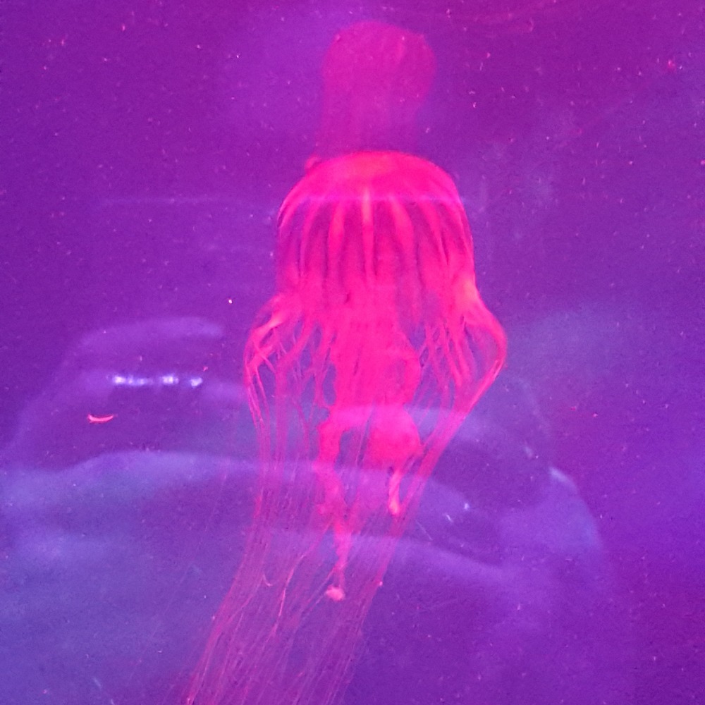 Meet your Posher, Sandra